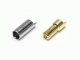 Pichler Gold Stecker 5.5mm (VE=50St.) (C6890)