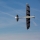 E-flite - Conscendo Evolution BNF basic with SAFE - 1500mm