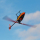 E-flite - Blade 230 S Smart BNF Basic - 536mm