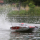 Proboat - Blackjack 42 Zoll Brushless 8S Catamaran weiß/rot RTR