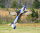 ExtremeFlight RC - Extra NG 60" - 1524mm