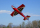 ExtremeFlight RC - Extra NG 60" - 1524mm red