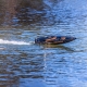 Proboat - Recoil 2 V2 26" self-righting brushless Deep-V heatwave Visual 3S RTR