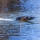 Proboat - Recoil 2 V2 26" self-righting brushless Deep-V heatwave Visual 3S RTR