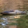 Proboat - Recoil 2 V2 26" self-righting brushless Deep-V heatwave Visual 3S RTR