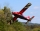 ExtremeFlight RC - Turbo Bushmaster V2 red/white 84" - 2133mm