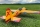 ExtremeFlight - 60" Yak 54 V2 - yellow/red 1520mm