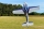 ExtremeFlight - 67" Extra - 260 blue/white - 1700m