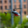 Blade - mSR S RTF with SAFE Technology (BLH2900)