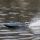 Pro Boat - Recoil 2 18 Self-Righting Brushless Deep-V RTR Shreddy (PRB08053T1)