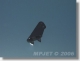 MP JET - 2201 Micro control horn type 2, hole dia.0,6mm...