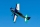 AJ Aircraft - 103" Extra SX ARF - Blau 2,61m (AJ0015TB)