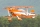 73" Pitts S2B orange - 1850mm