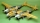Guillow - P-38 Lightning 1:16 (1016mm) (4SH2001)