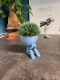 Hydroponic Krafty Robert Planter - Iwazaru