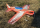 Giles G 202 flex foam rot