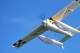 FMS - Ranger 1220 ARF (4ST18102-A)