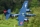 FMS - F7F 1700mm ARF (4ST18064-A)