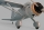 PHOENIX MODEL - PH169 Phoenix Westland Lysander - 320 cm (4ST16161)