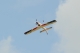 PHOENIX MODEL - Domino 46-55ccm (4ST16060)