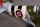 PHOENIX MODEL - SPITFIRE II 60 ARF 1550mm PH067 (4ST16022)