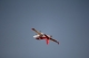 Taft Hobby - Viper Jet 1450mm Red PNP (4ST1476-RA)
