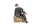 TORRO - 1/16 Figur U.S. Captain Infanterie Sitzend (TOR285124)