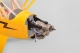 PHOENIX MODEL - PH147 Piper J-3 Cub 2150mm ARF - Damaged fuselage (VL4ST16166)