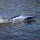 Pro Boat - Sonicwake 24 Self-Righting Brushless Deep-V RTR (Battery & Charger Included) Blue (PRB-1992T2)