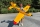 Super Chipmunk gelb 80" - 2032mm