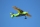 Pilot RC - 67" SkyWolf V2 (1,71m) Green/Blue (4ST2467S-04)