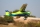 Pilot RC - 67" SkyWolf V2 (1,71m) Green/Blue (4ST2467S-04)