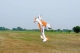 67" SkyWolf V2 orange/weiß - 1710mm