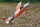 67" SkyWolf V2 orange/weiß - 1710mm