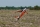 Pilot RC - 67" SkyWolf V2 (1,71m) Orange/White (4ST2467S-05)