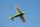 Pilot RC - 88" SkyWolf V2 (2,24m) Green/Blue (4ST2488S-04)