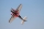 Pilot RC - 90" Extra 330SX (2,29m) 60cc Red-Black (4ST2490E-01)
