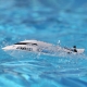 Pro Boat - Jet Jam V2 12 Self-Righting Pool Racer Brushed RTR (PRB08031V2)