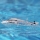 Pro Boat - Jet Jam V2 12 Self-Righting Pool Racer Brushed RTR (PRB08031V2)
