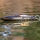 Pro Boat - Recoil 2 V2 26 Self-Righting Brushless Deep-V RTR (PRB08041V2)