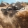 Arrma - 1/16 MOJAVE GROM 223S DSC 4X4 RTR Brushless Desert Truck (ARA2304)