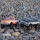 Axial - 1/24 SCX24 1971 Chevrolet C10 4WD Truck RTR Black (AXI-3408T1)
