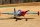 ExtremeFlight - 85" Laser - Red/White/Blue 2,16m (A434RWB)