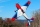 ExtremeFlight - 85" Laser - Red/White/Blue 2,16m (A434RWB)