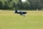 F4U Corsair V2 RTF - 800mm