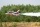 BAE HAWK rot/blau Turbinen Jet 160-220N ARF - 2500mm