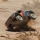 Mojave 6S 4X4 RTR Brushless Desert Truck dark blue - 1:7